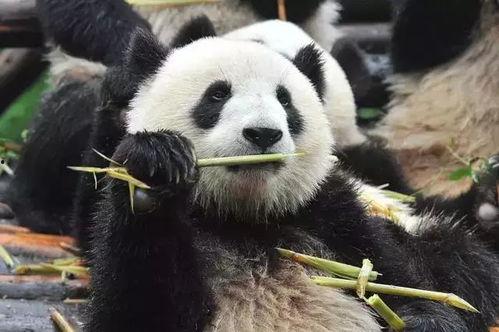 吃瓜熊猫图片,萌态十足，带你领略国宝的悠闲时光