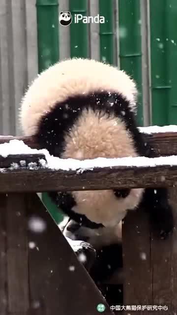 吃瓜小熊蛇,揭秘神秘生物的趣味生活